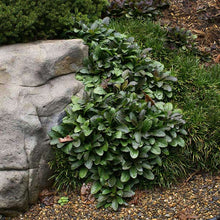 Load image into Gallery viewer, FALSE