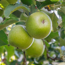 Load image into Gallery viewer, 3-in-1 Apple Surprise Tree