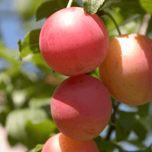 Load image into Gallery viewer, 2-in-1 Plum Surprise Tree