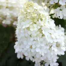 Load image into Gallery viewer, Bobo Hydrangea Shrub