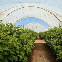 Load image into Gallery viewer, Boysenberry Bush - Thornless