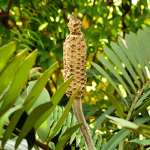 Load image into Gallery viewer, Cardboard Palm Tree