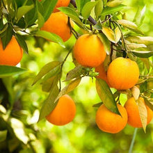 Load image into Gallery viewer, Cara Cara Orange Tree