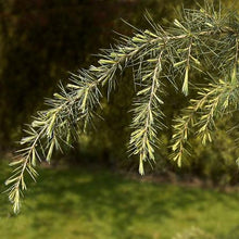 Load image into Gallery viewer, Deodar Cedar Tree