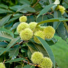 Load image into Gallery viewer, Chinese Chestnut Tree