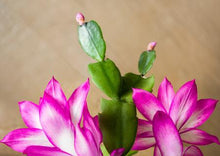 Load image into Gallery viewer, Christmas Cactus - Assorted Colors