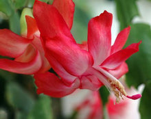 Load image into Gallery viewer, Christmas Cactus - Assorted Colors