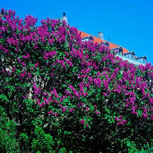 Load image into Gallery viewer, Purple Lilac - Mother's Day