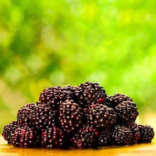 Load image into Gallery viewer, Cumberland Black Raspberry - USDA Organic