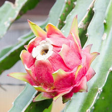 Load image into Gallery viewer, Dragon Fruit Cactus - USDA Organic