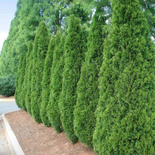 Load image into Gallery viewer, Emerald Green Thuja Tree