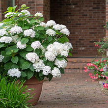 Load image into Gallery viewer, Blushing Bride® Hydrangea Shrub