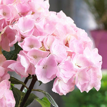 Load image into Gallery viewer, Flamingo Hydrangea