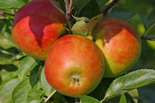 Load image into Gallery viewer, Gala Apple Tree - USDA Organic