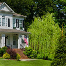 Load image into Gallery viewer, 'Golden Curls' Corkscrew Willow