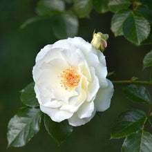 Load image into Gallery viewer, Iceberg Rose Tree