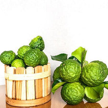 Load image into Gallery viewer, Kaffer 'Kieffer' Lime Tree