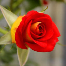 Load image into Gallery viewer, Ketchup & Mustard Rose Tree
