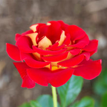 Load image into Gallery viewer, Ketchup and Mustard Rose Shrub