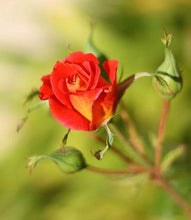 Load image into Gallery viewer, Ketchup & Mustard Rose Tree