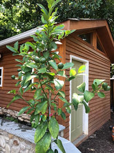 Load image into Gallery viewer, Key Lime Tree