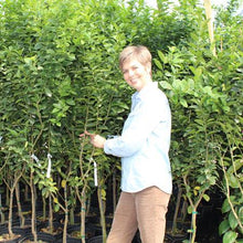 Load image into Gallery viewer, Key Lime Tree