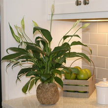 Load image into Gallery viewer, Kokedama Peace Lily Plant