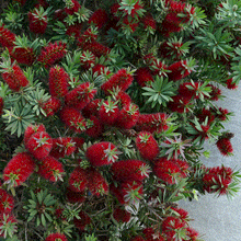 Load image into Gallery viewer, Little John Dwarf Bottlebrush