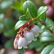 Load image into Gallery viewer, Lingonberry Plant