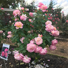 Load image into Gallery viewer, Marc Chagall™ Rose