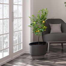 Load image into Gallery viewer, Meyer Lemon Tree