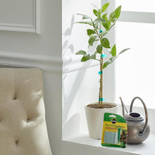 Load image into Gallery viewer, MiracleGro® House Plant Spikes