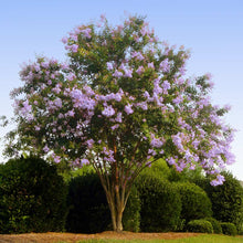 Load image into Gallery viewer, Muskogee Crape Myrtle Tree