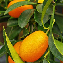 Load image into Gallery viewer, Nagami Kumquat Tree