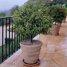 Load image into Gallery viewer, Nagami Kumquat Tree