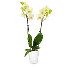 Load image into Gallery viewer, Orchid Plant in White Pot