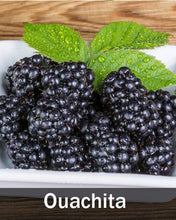 Load image into Gallery viewer, 3 in 1 Thornless Blackberry