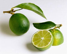 Load image into Gallery viewer, Persian 'Bearss' Lime Bush
