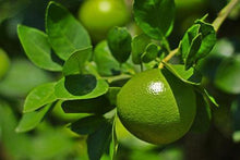 Load image into Gallery viewer, Persian 'Bearss' Lime Tree