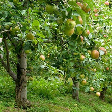 Load image into Gallery viewer, Pink Lady® Apple Tree