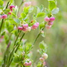 Load image into Gallery viewer, Pink Lemonade Blueberry Bush