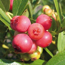 Load image into Gallery viewer, Pink Lemonade Blueberry Bush
