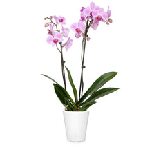 Load image into Gallery viewer, Orchid Plant in White Pot