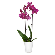 Load image into Gallery viewer, Orchid Plant in White Pot