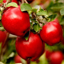 Load image into Gallery viewer, Red Delicious Apple Tree