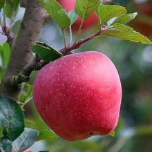 Load image into Gallery viewer, Red Delicious Apple Tree
