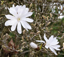 Load image into Gallery viewer, FALSE