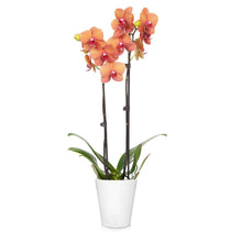 Load image into Gallery viewer, Orchid Plant in White Pot