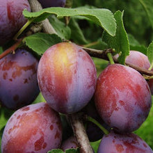 Load image into Gallery viewer, Santa Rosa Plum Tree