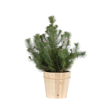 Load image into Gallery viewer, Italian Stone Pine Tree in Decorative Pot